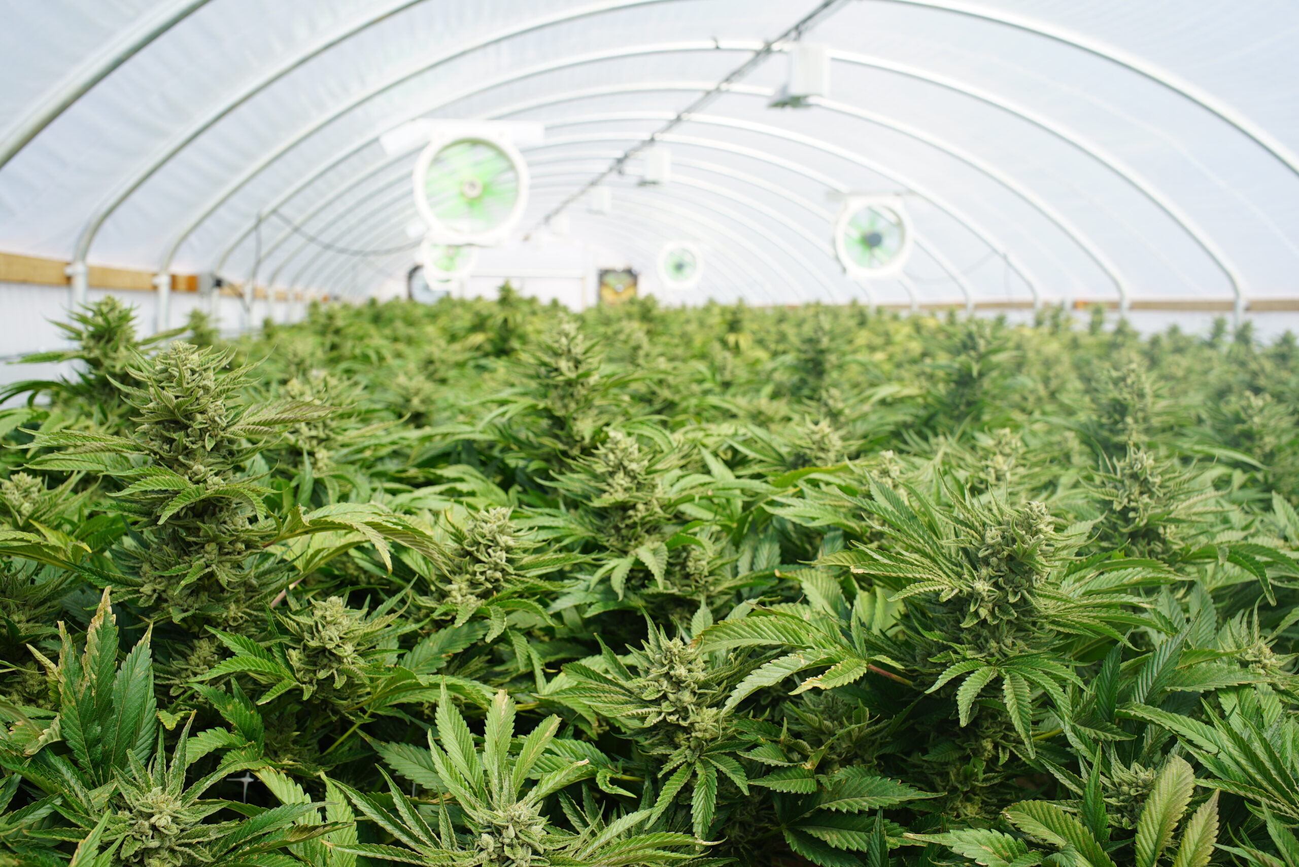 The inside of a greenhouse growing cannabis plants