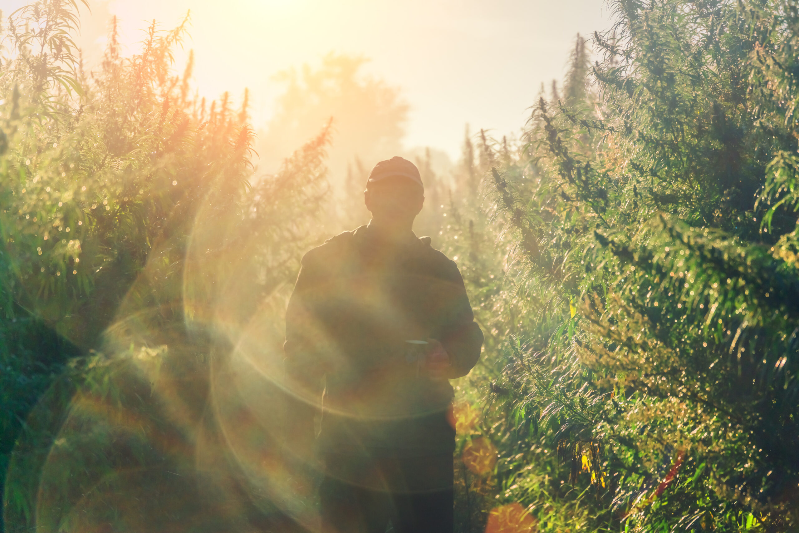 A marijuana farmer walking through their cannabis fields on a farm at sunset