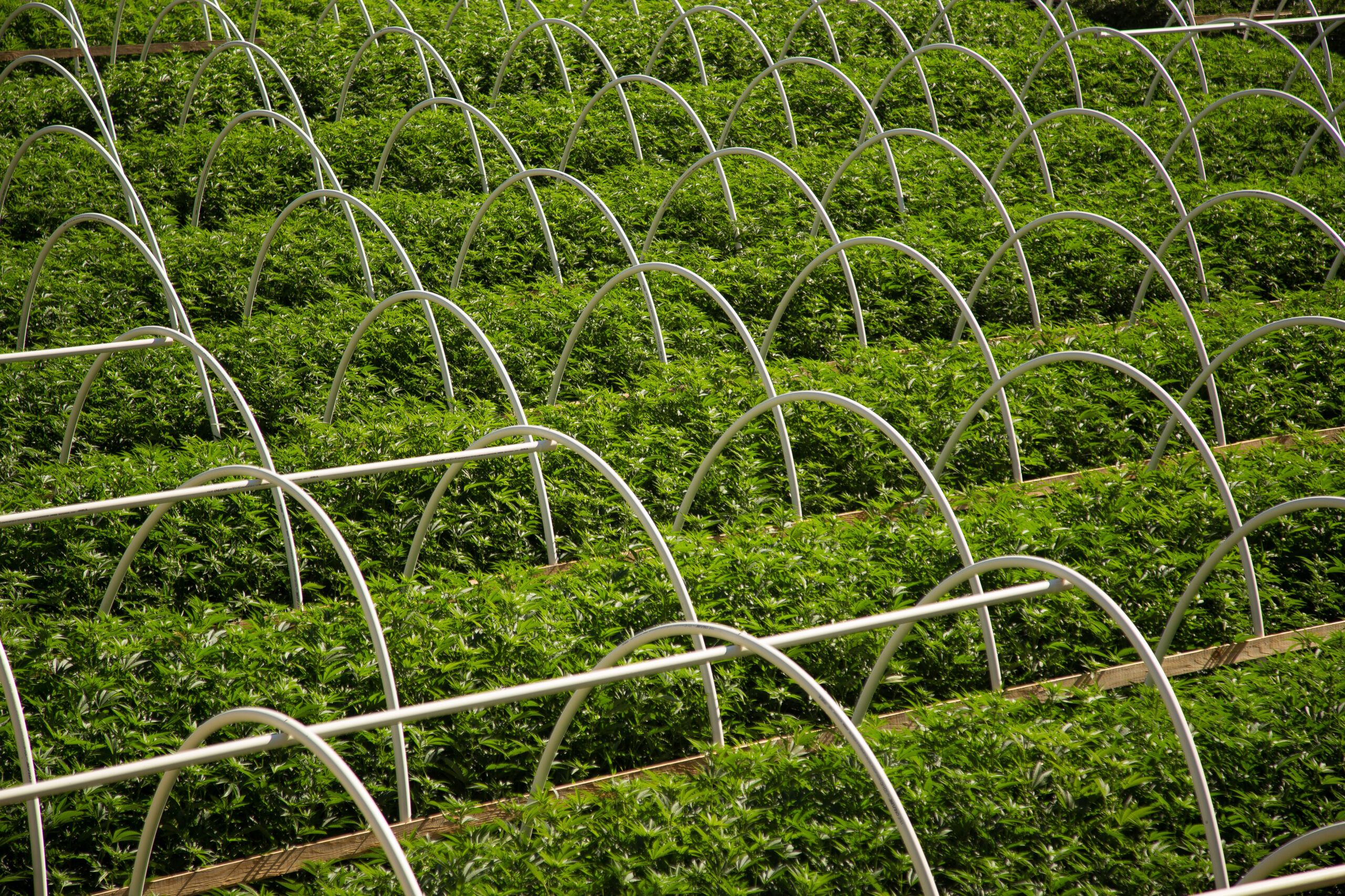 Rows of cannabis plants in a field