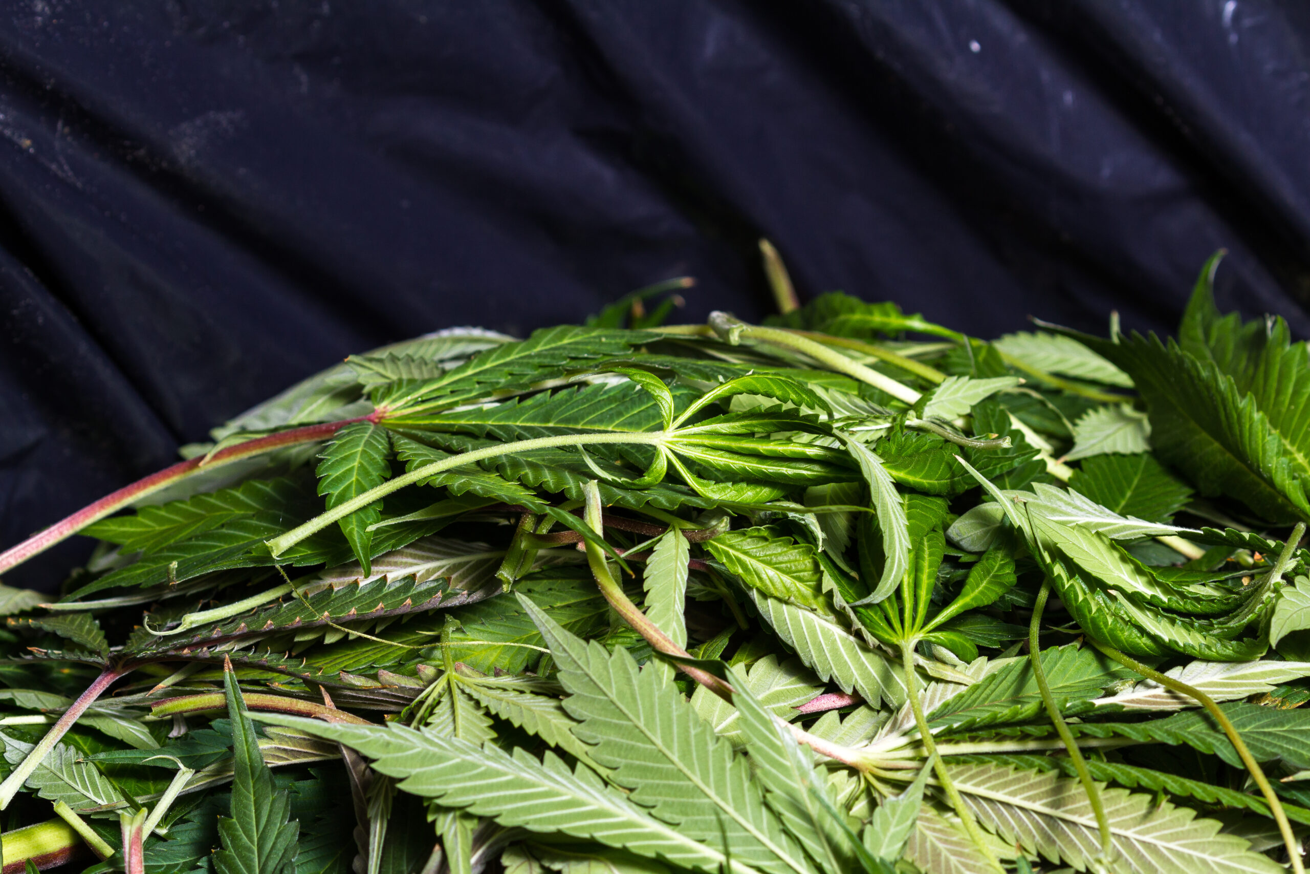 A pile of marijuana plant waste
