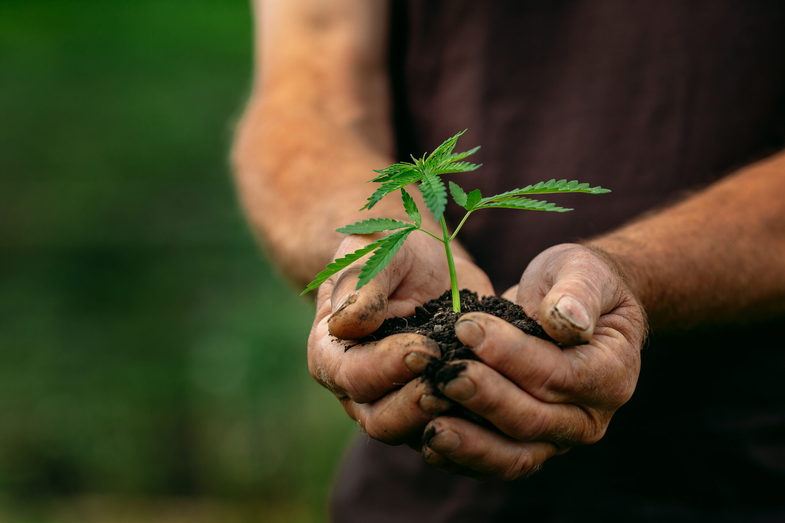 A cannabis farmer holding a marijuana plant