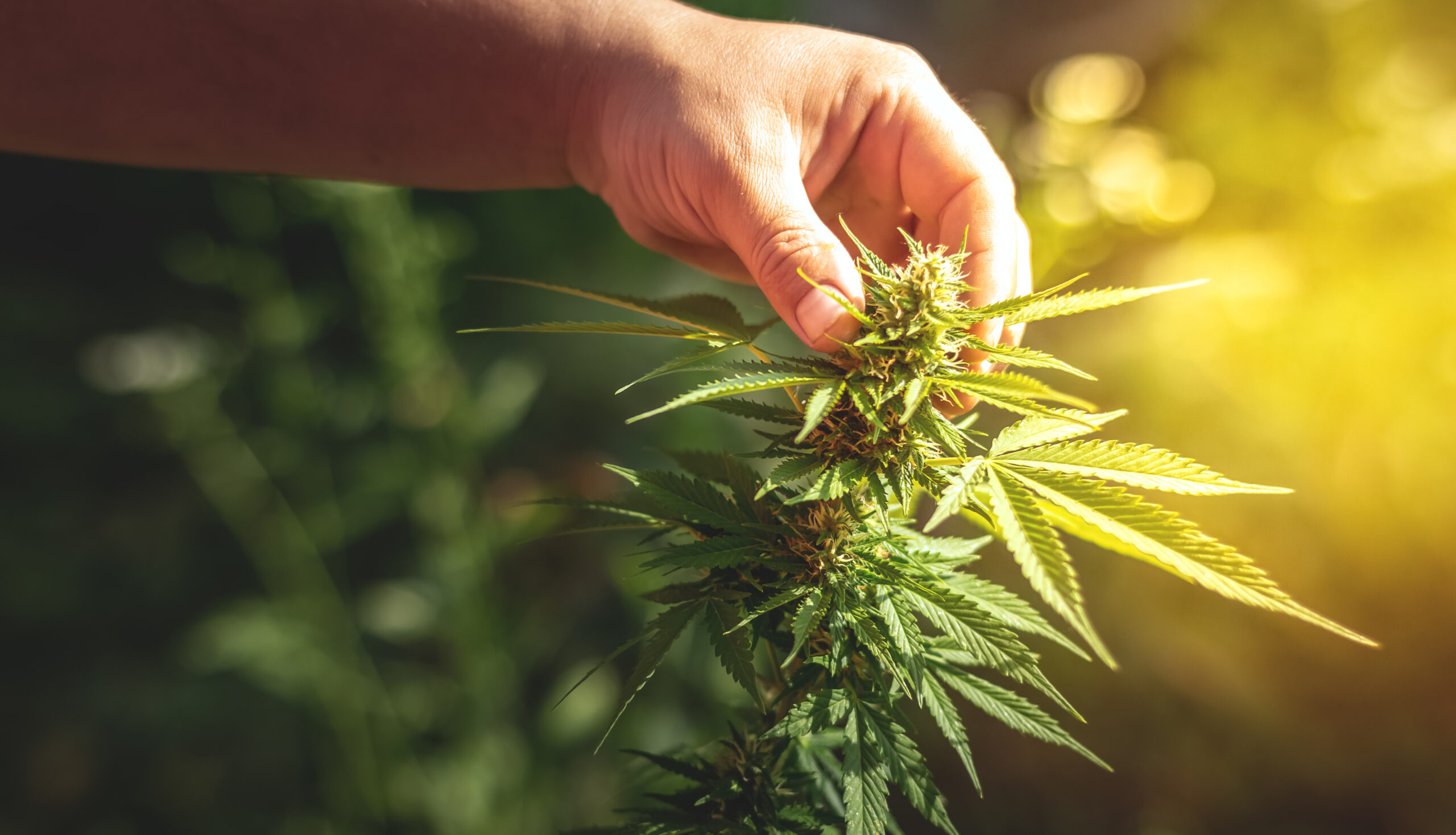 A close-up of a hand examining a cannabis plant in the field