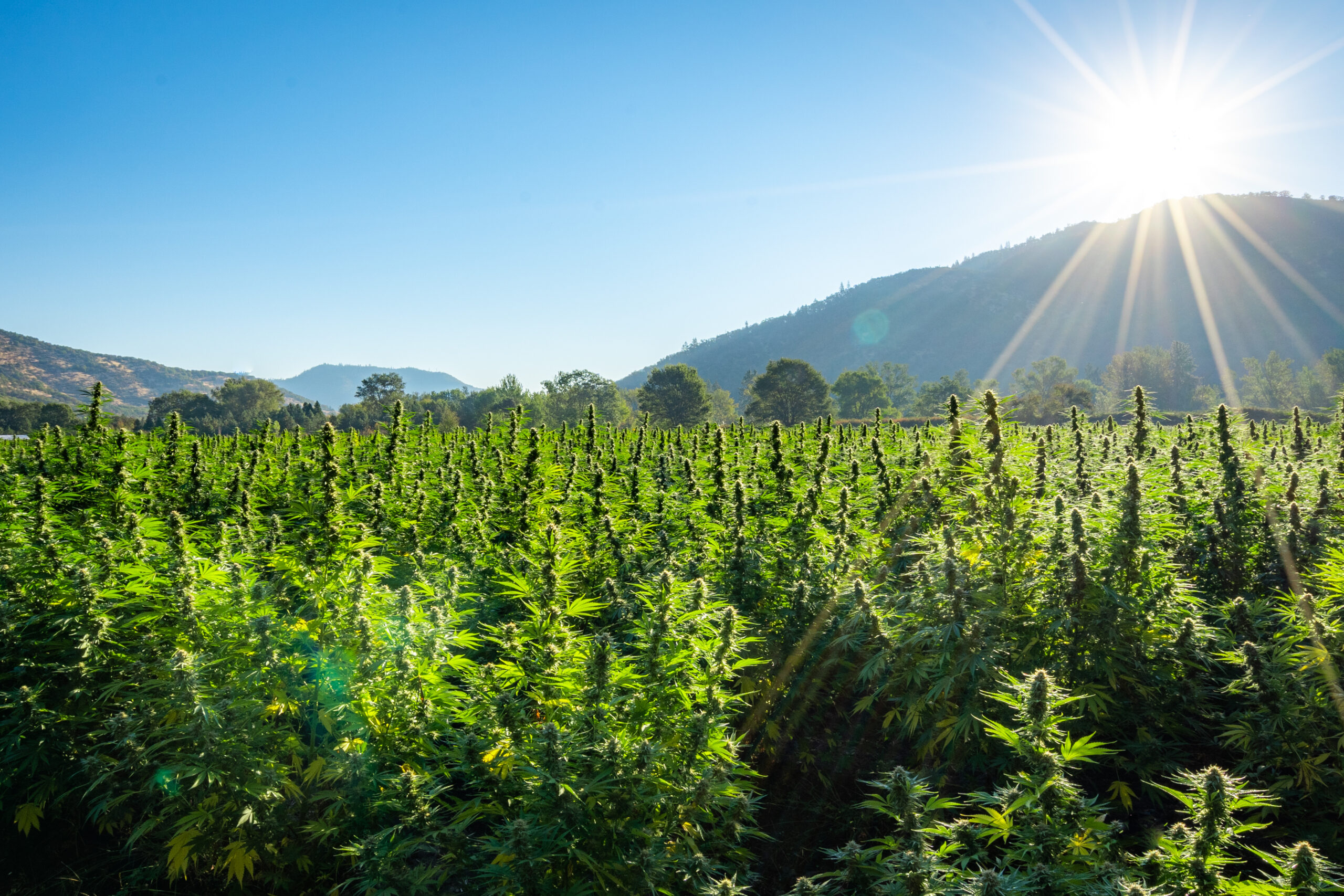 Sun shining over a field of cannabis on a rural farm with mountains off in the distance