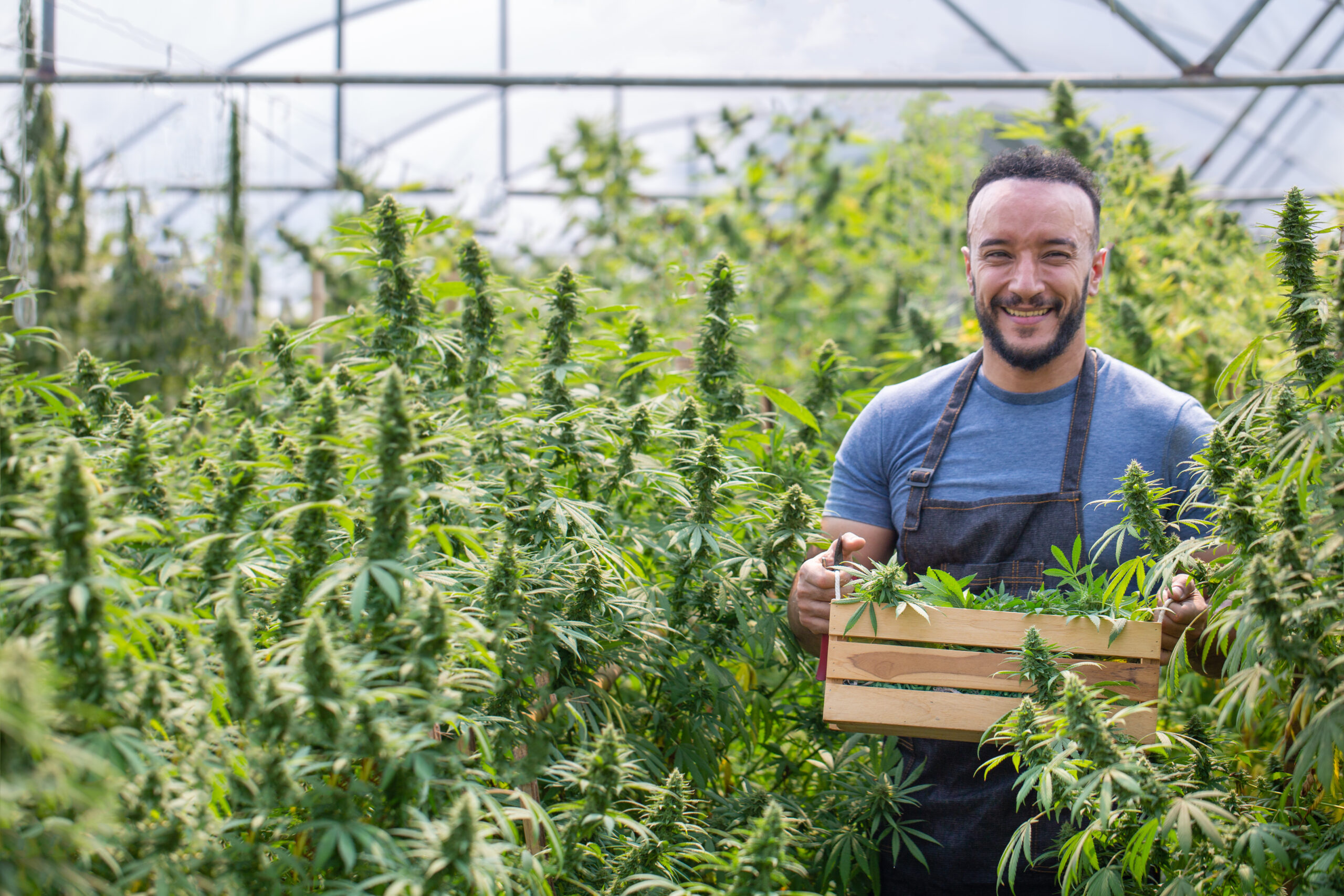 A happy marijuana farmer with a box of cannabis plants in a greenhouse growing cannabis