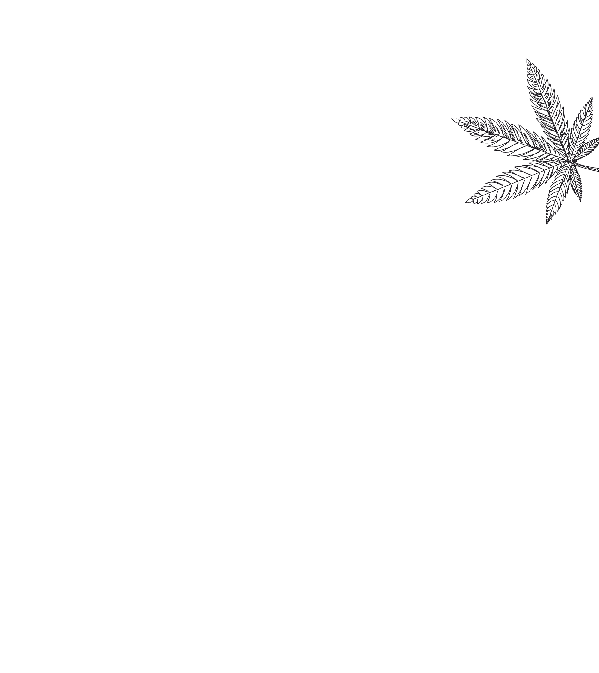 Marijuana drawing on a white background