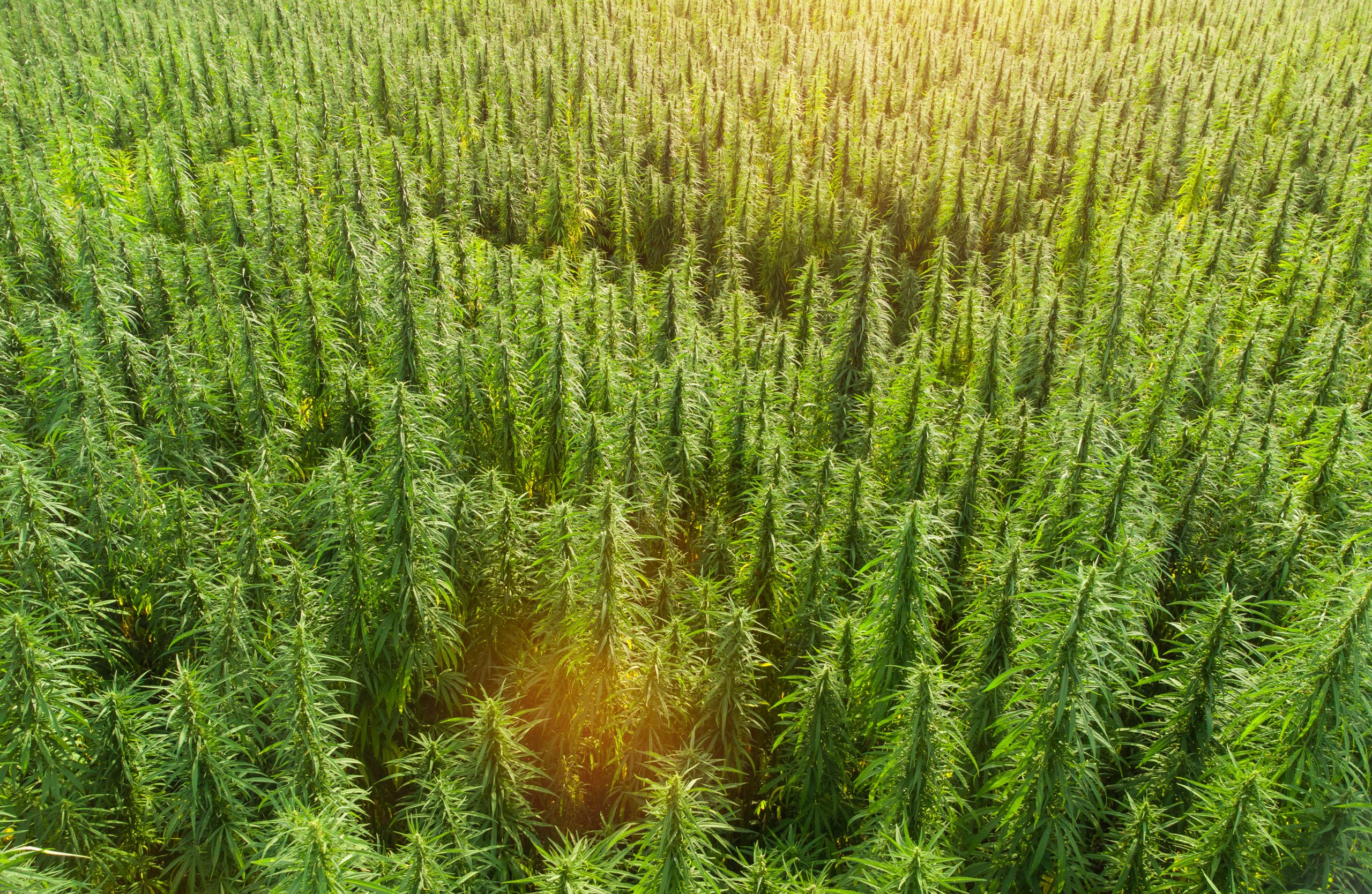 An overhead view of a farmer's field full of cannabis plants