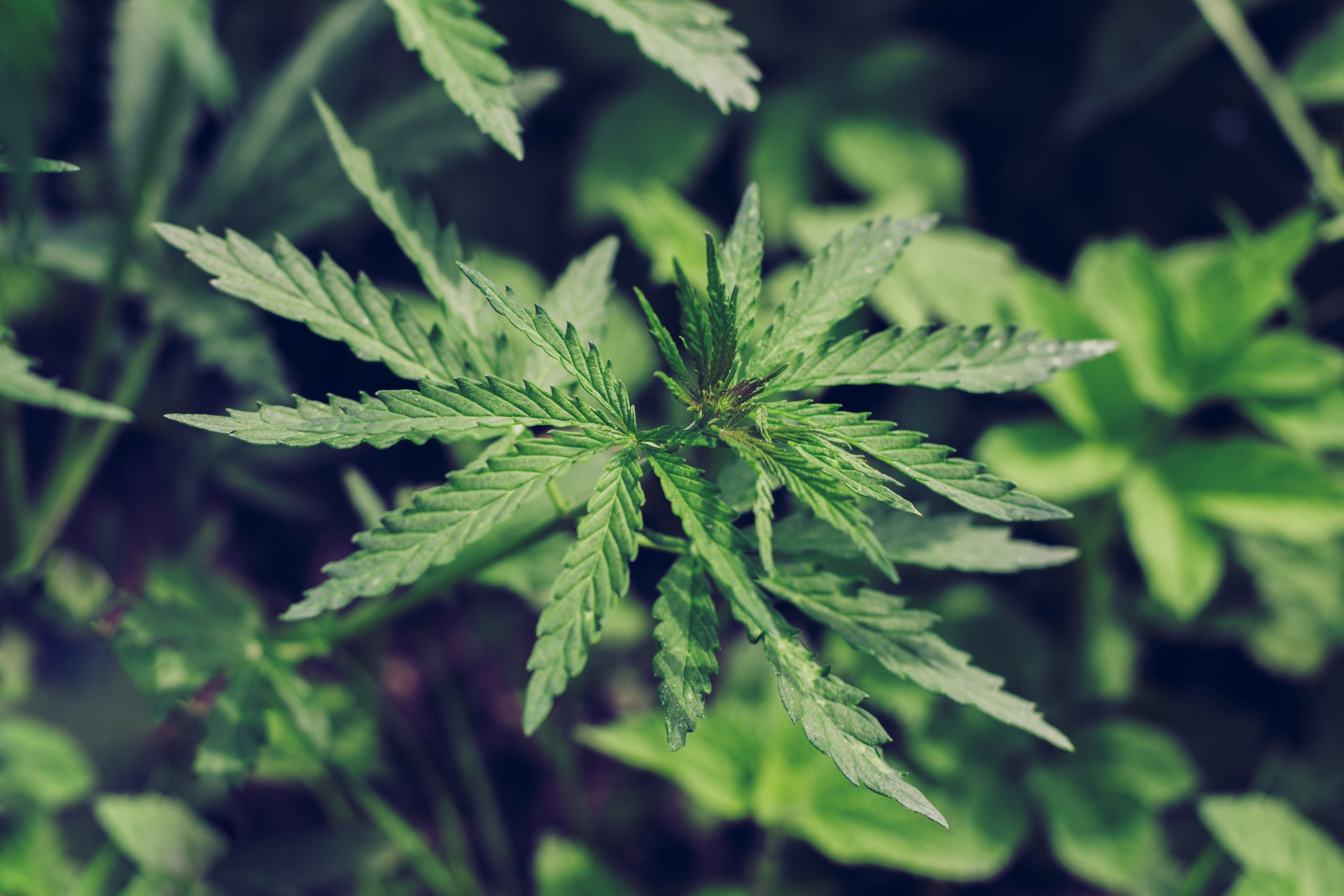 Marijuana leaves close up on the farm