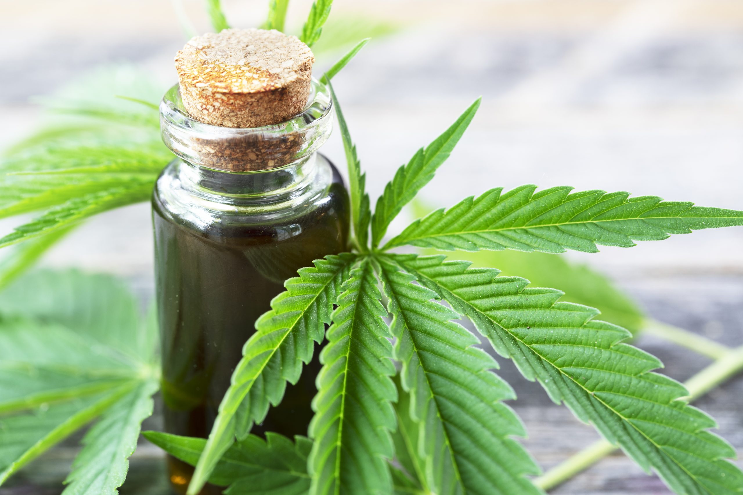 A glass bottle of CBD oil on a table with hemp leaves