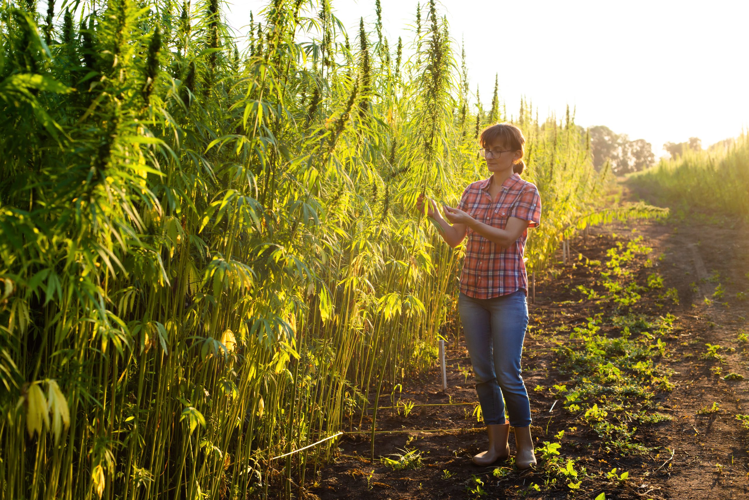 A marijuana farmer walking through their cannabis fields on a farm at sunset