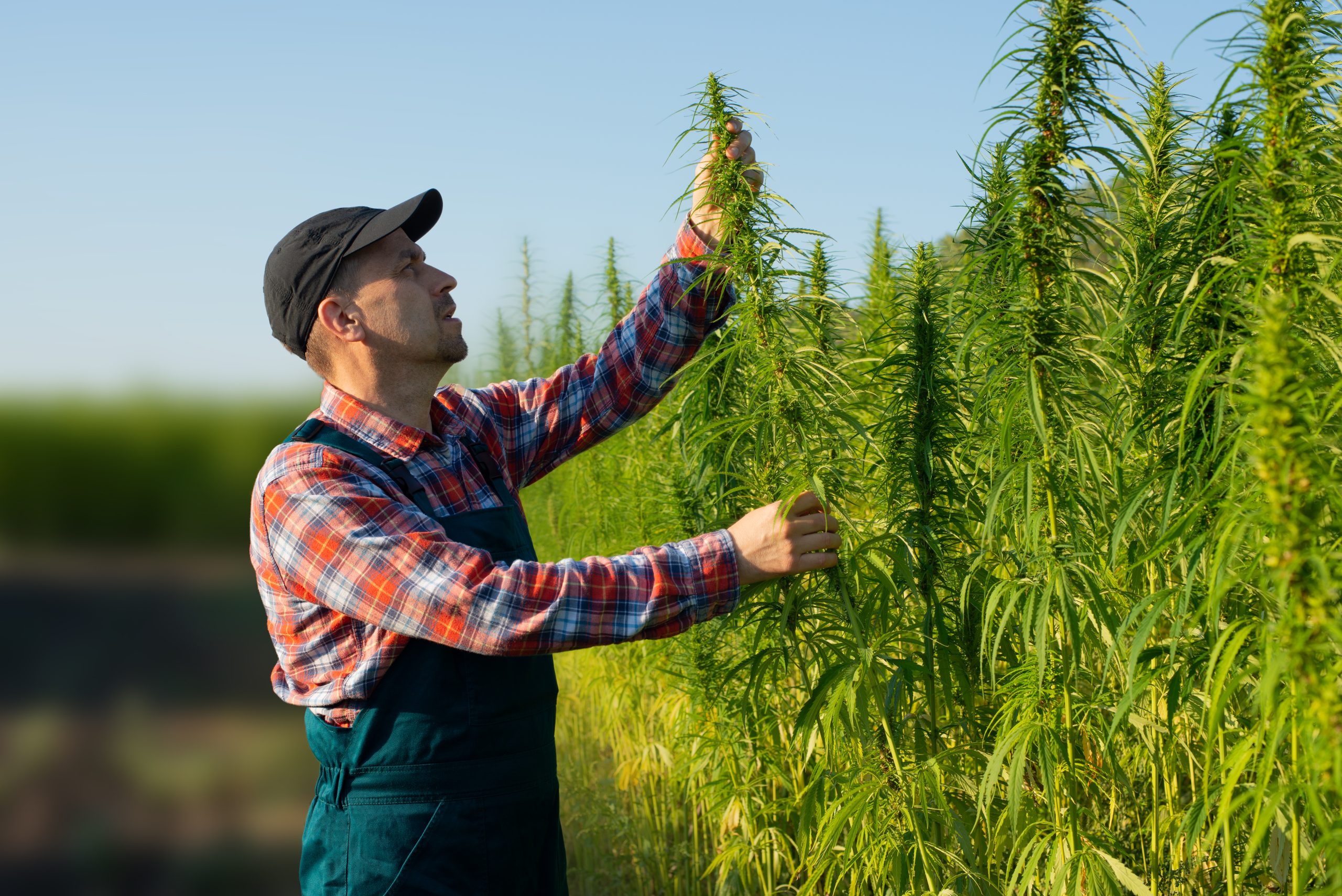 A marijuana farmer in plaid and a hat examining a cannabis plant