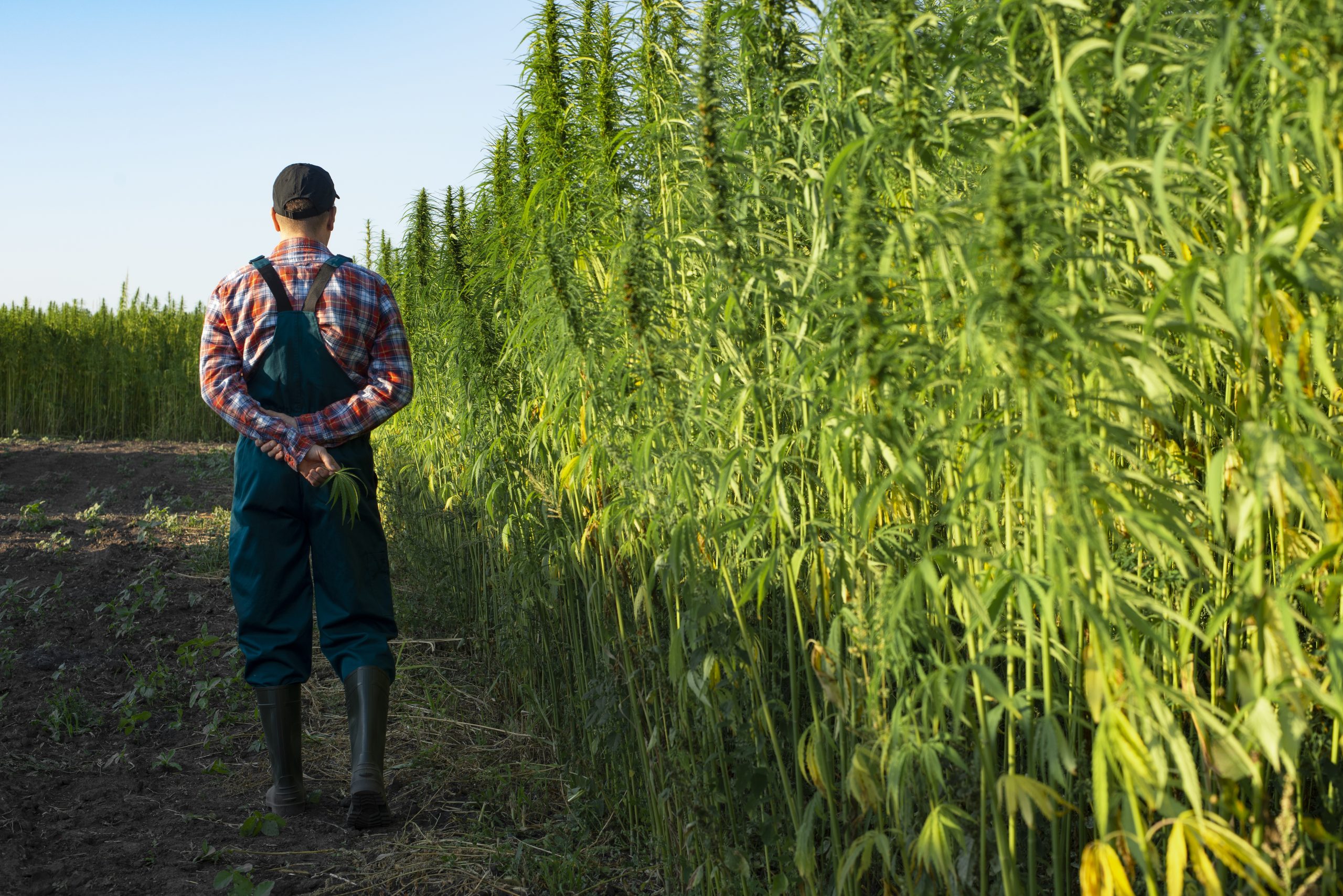 A marijuana farmer walking through their cannabis fields on a farm at sunset