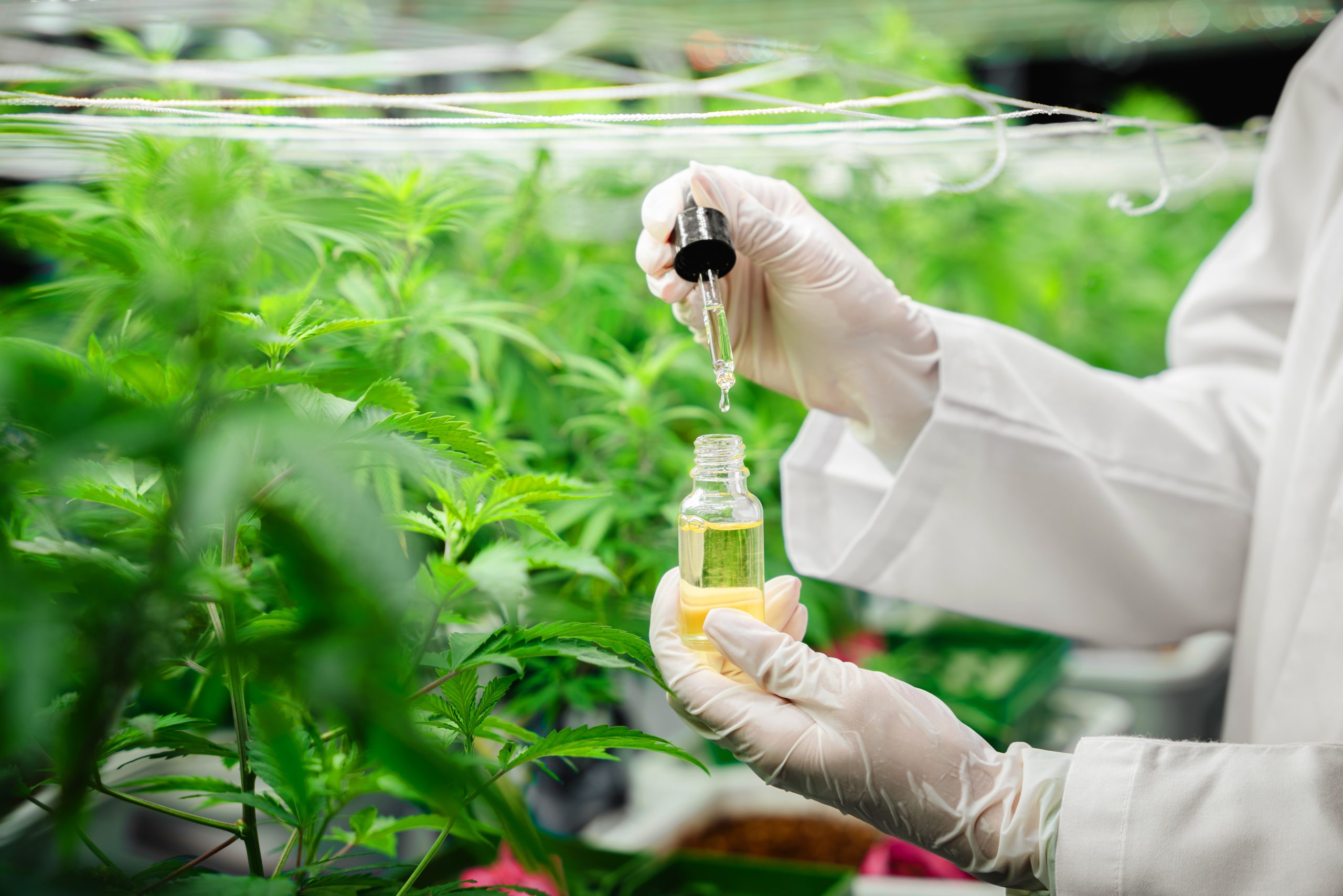 A cannabis specialist in a white coat examining a CBD tincture in a greenhouse full of cannabis