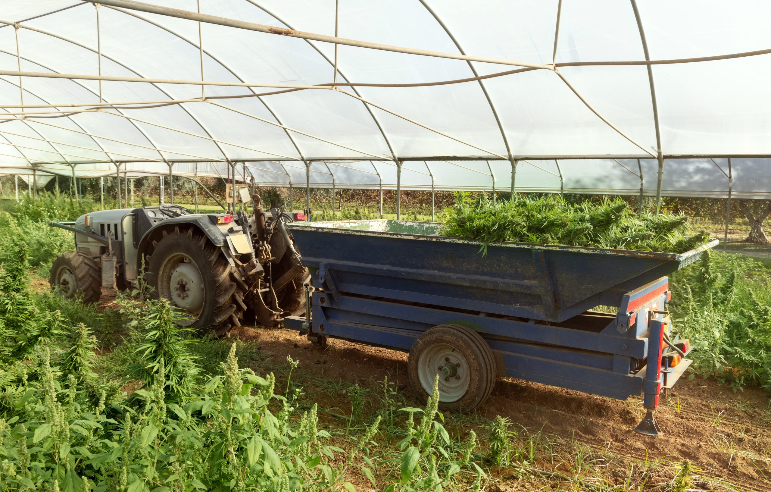 Harvesting marijuana on a farmer's tractor in a large greenhouse