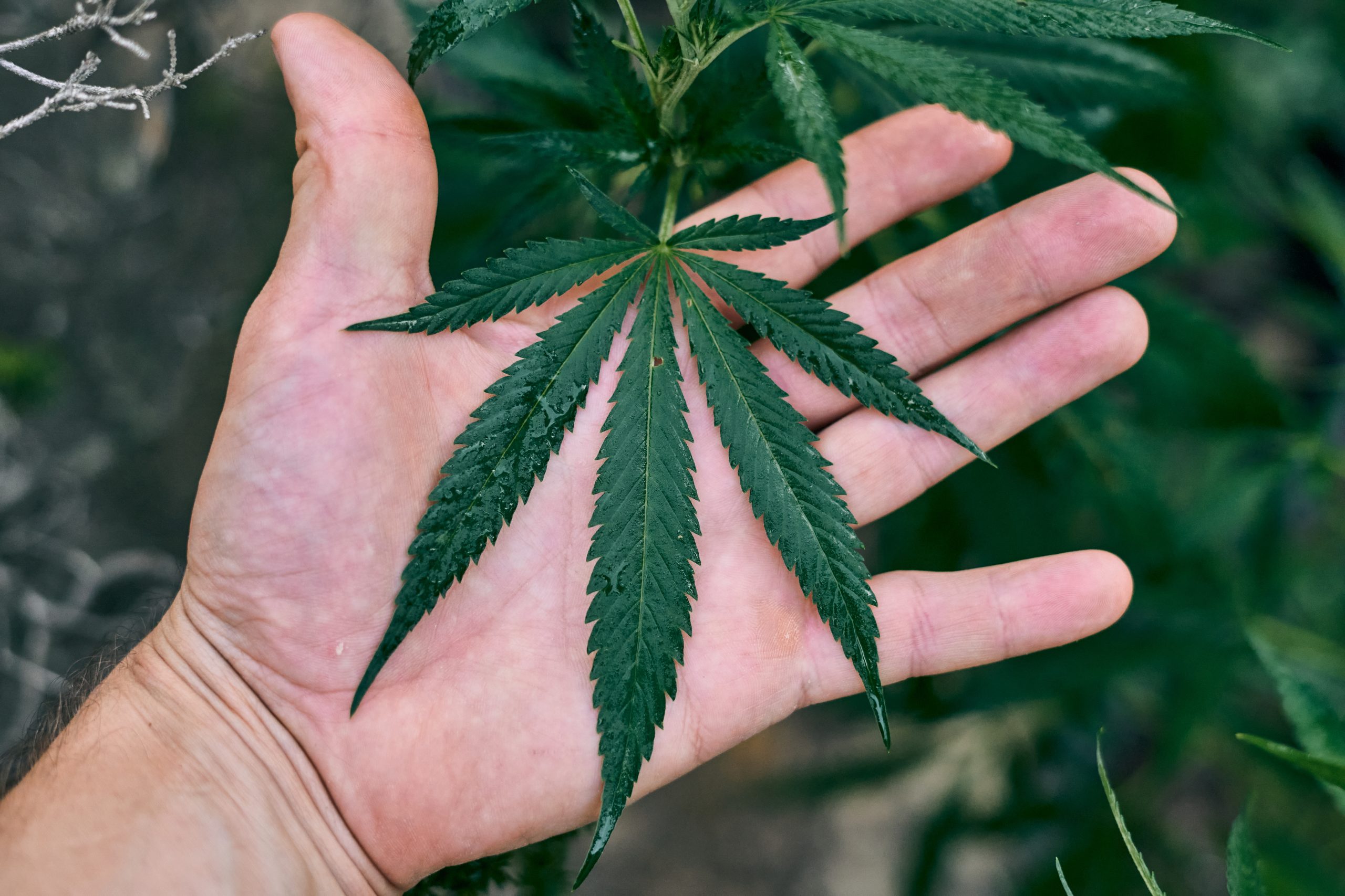 A hand holding a hemp leaf