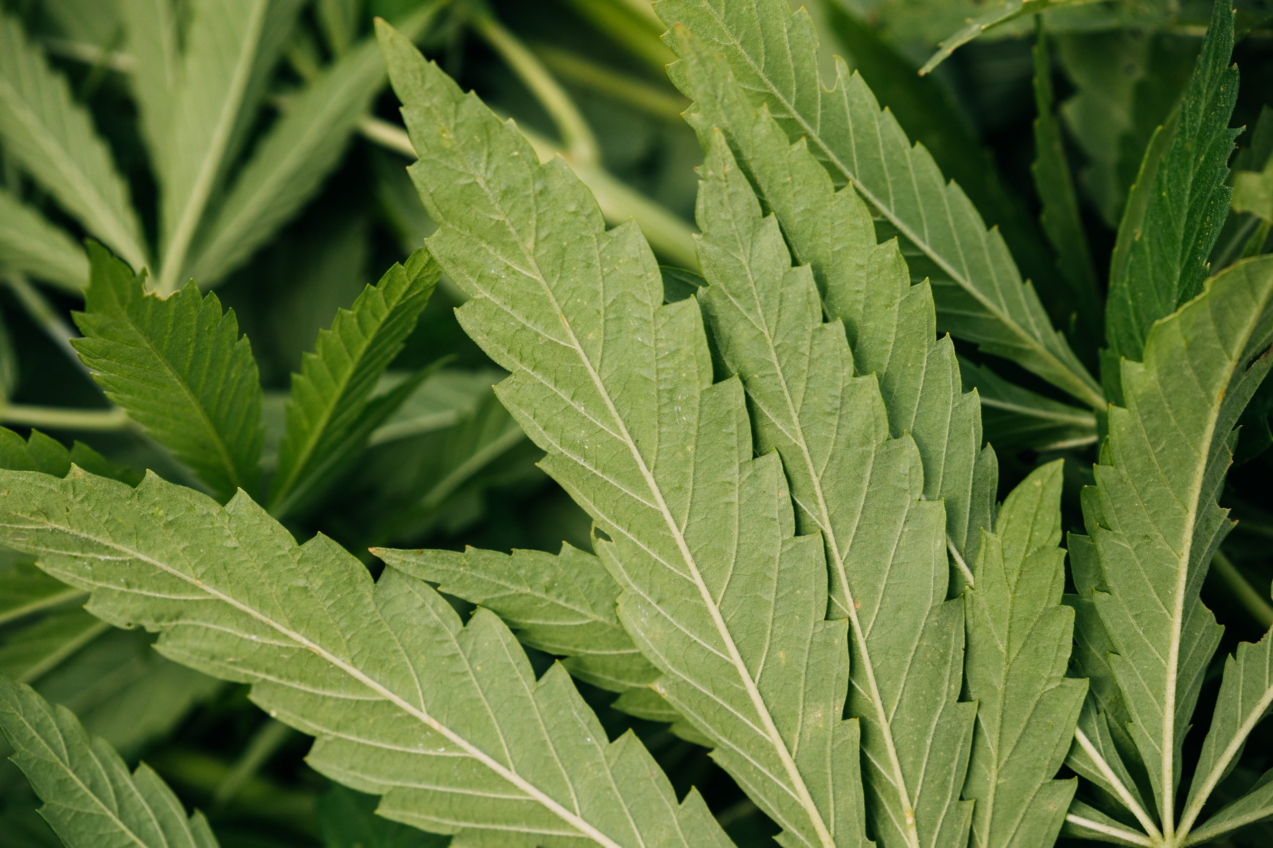 Marijuana leaves close up on the farm