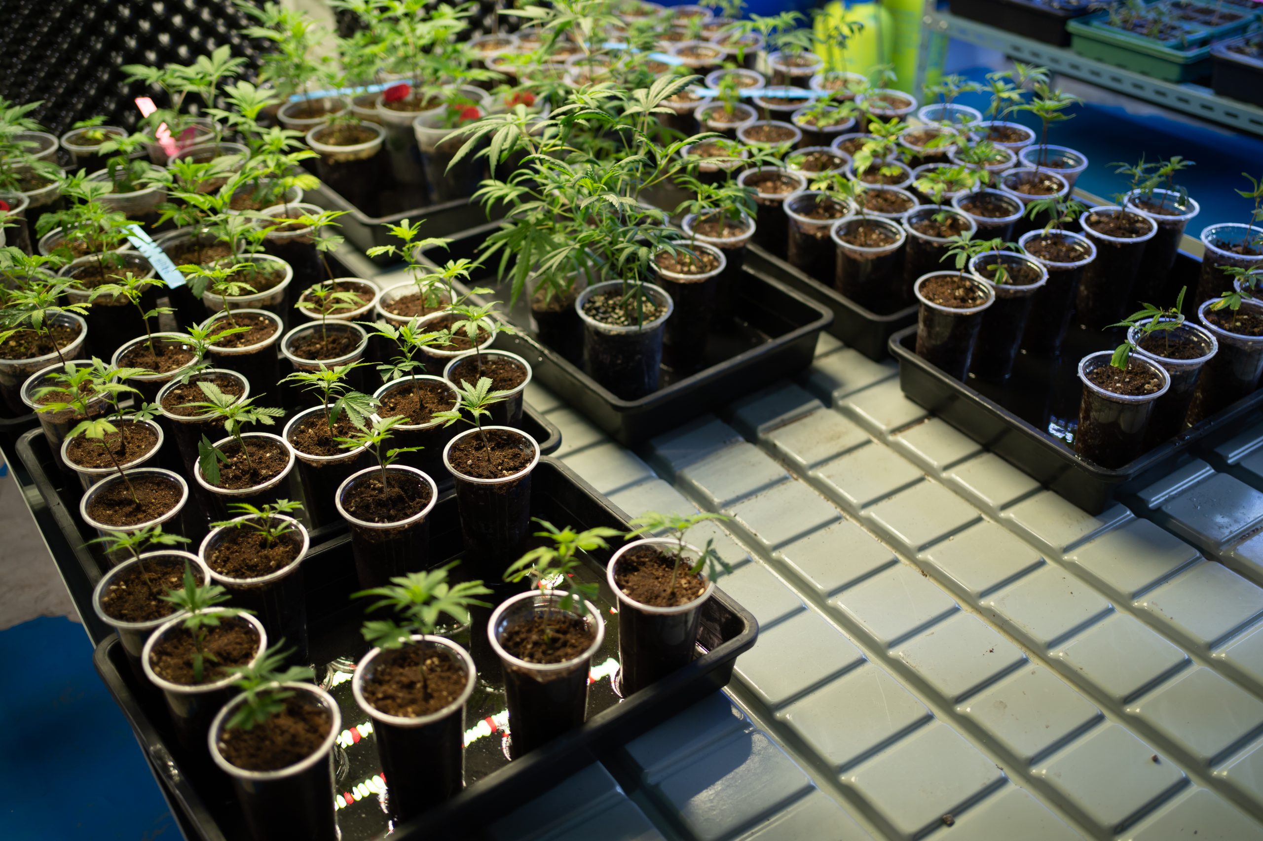 Cannabis plants growing out of pots in a greenhouse