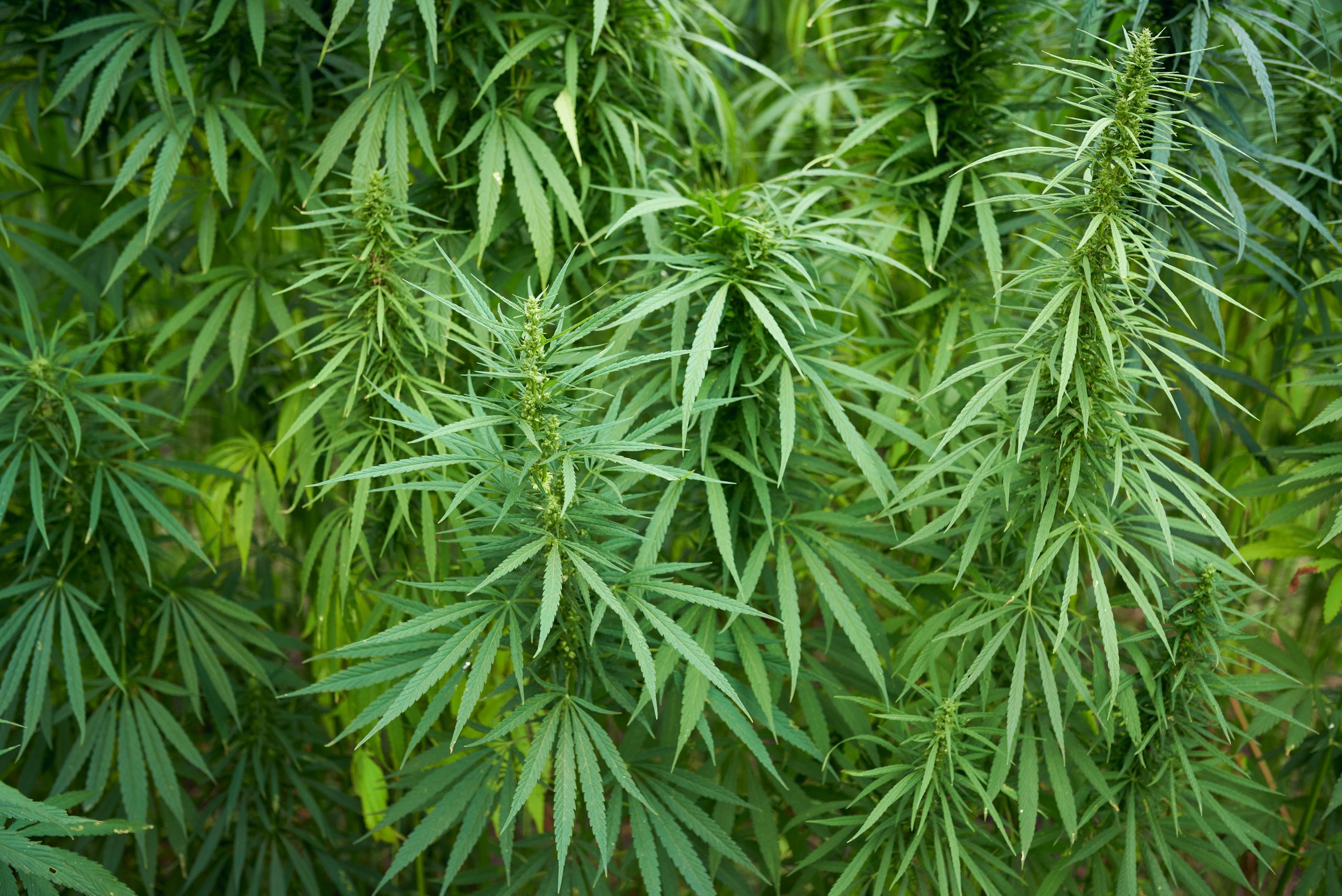 Marijuana leaves close up on the farm