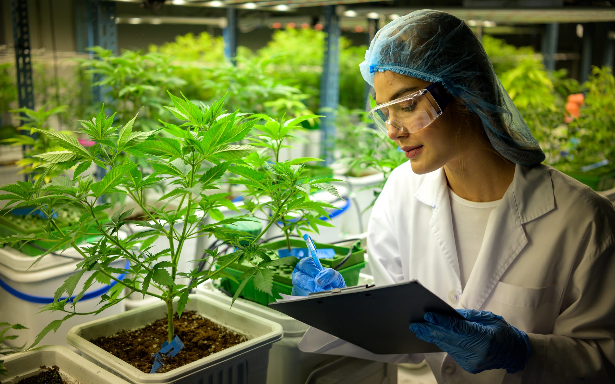 A cannabis specialist in a white coat examining a CBD tincture in a greenhouse full of cannabis