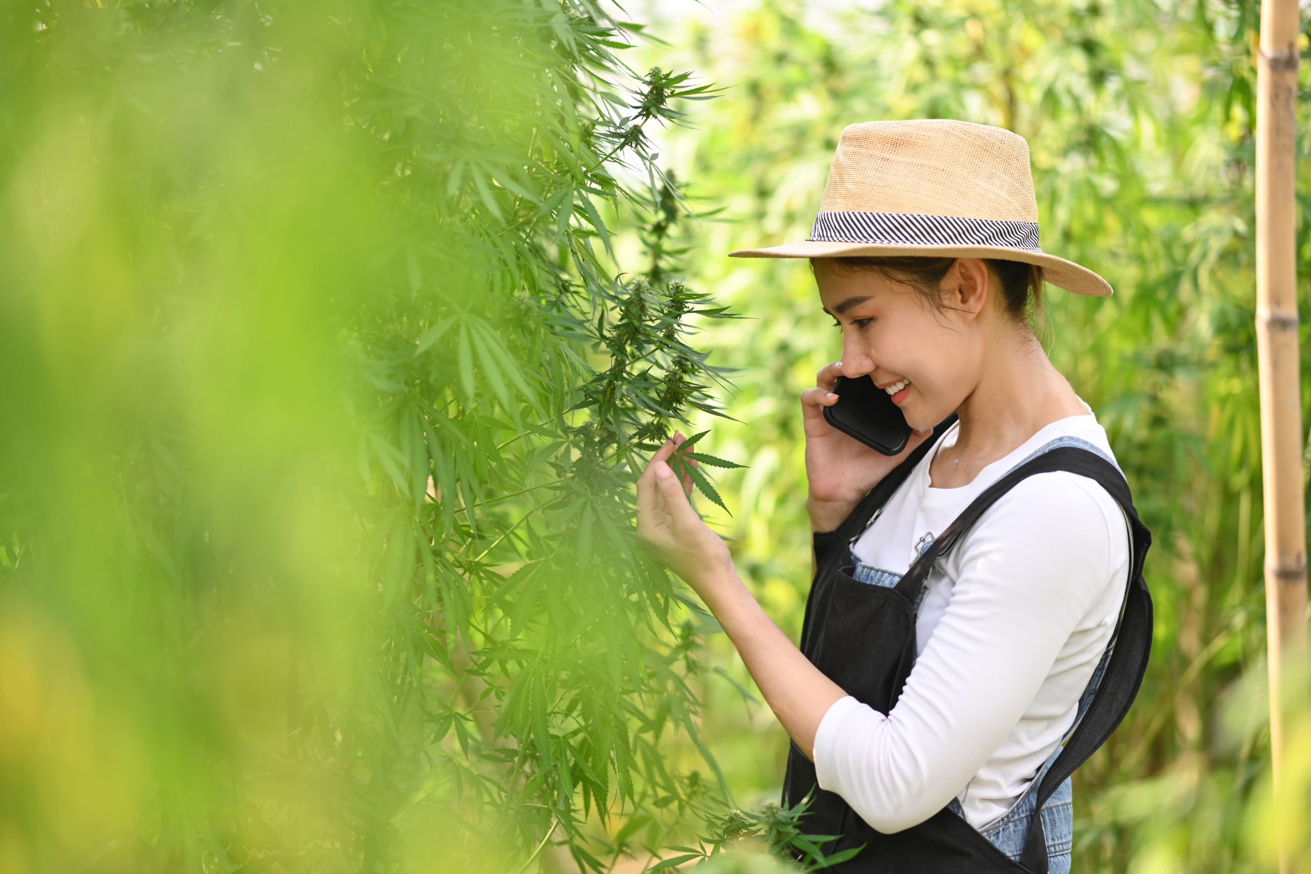 A marijuana farmer talking on her cell phone while examining some cannabis plants